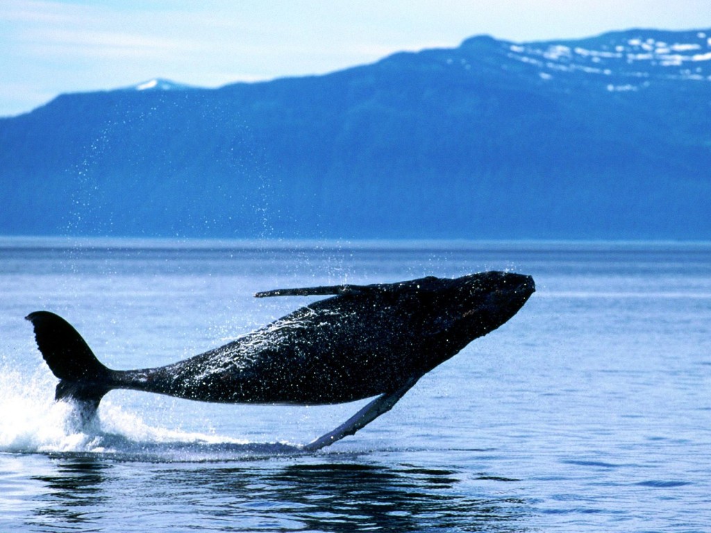 Source: charterworld Breaching-Humpback-Whale-Patagonia-teeming-with-wildlife-including-sea-lions-elephant-seals-southern-right-whales-dolphins-Magellanic-penguins-and-even-the-occasional-orca.