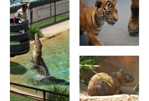 Zoo Photos 2