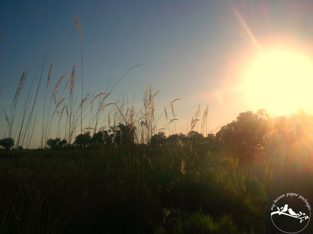 Botswana Okavango Delta Walk
