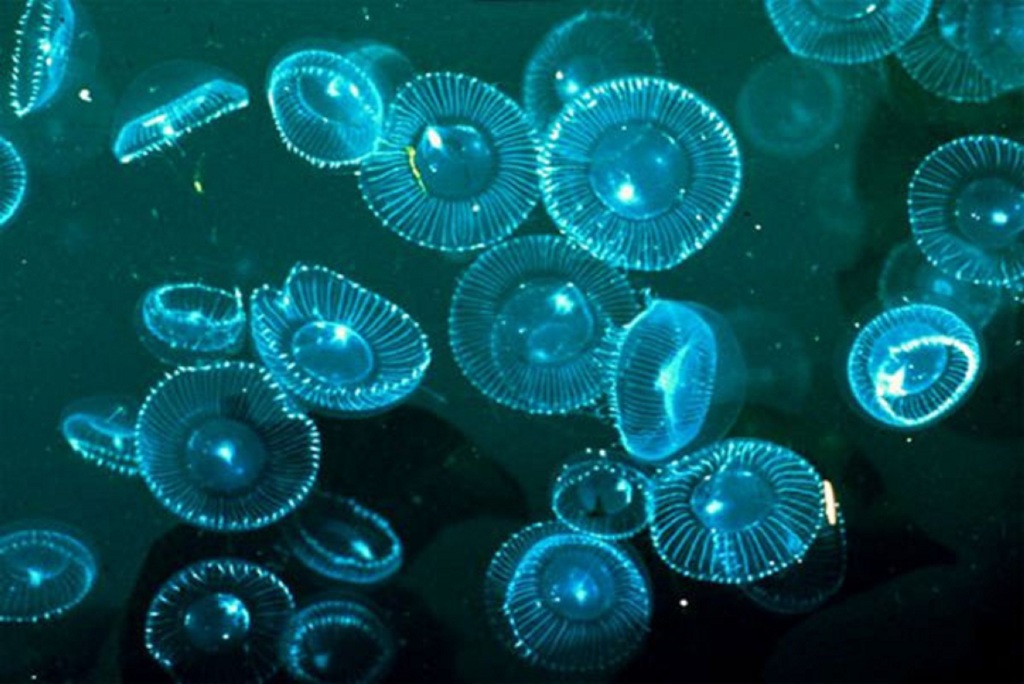 photoplankton