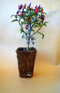 Coloured Pots Chilli Plant