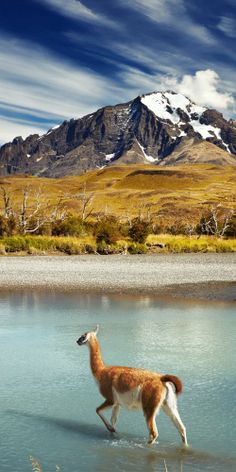 Wanderlust Patagonia Wildlife